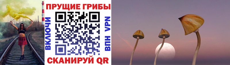 как найти закладки Вольск Псилоцибиновые грибы Magic Shrooms